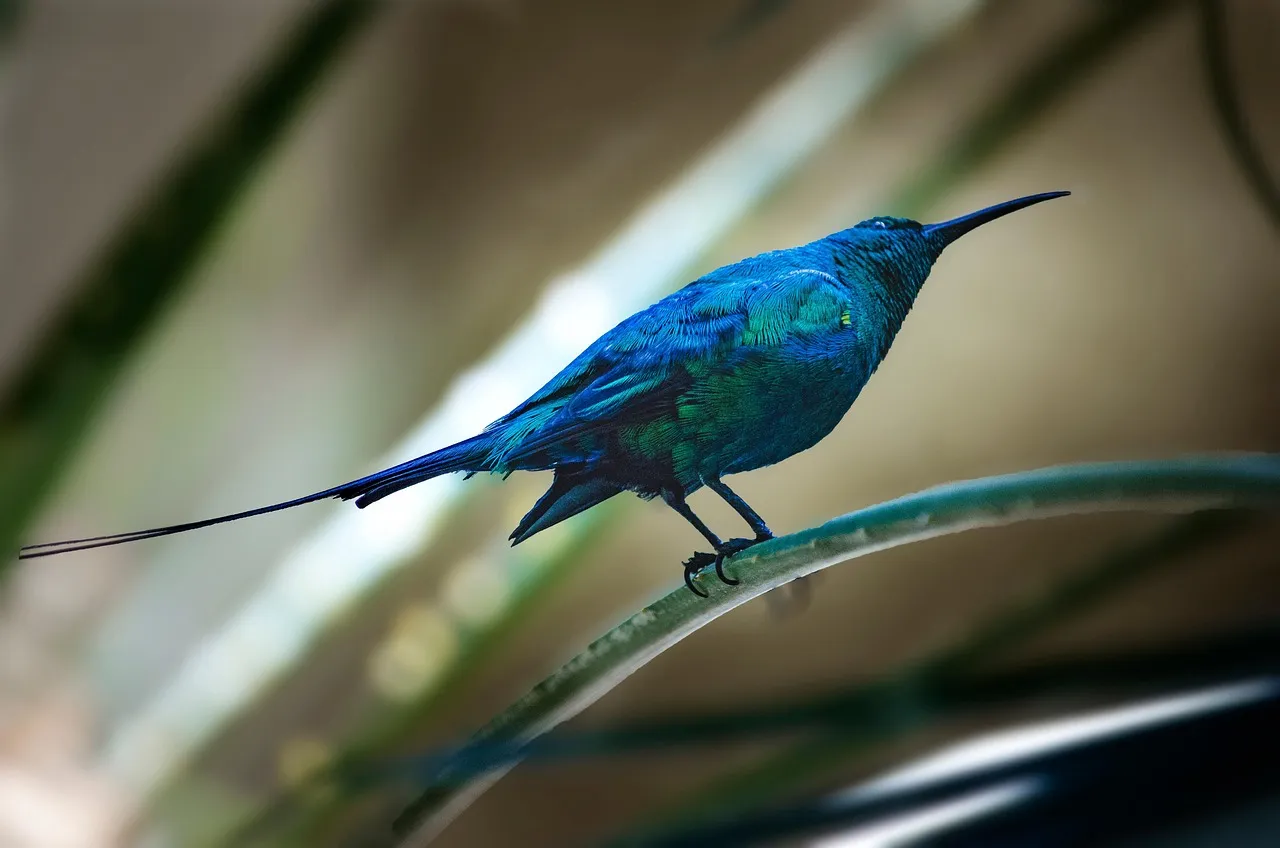 Photo showing sunbird, bird, malachite sunbird and exotic.